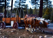 Oxen Pulling A Wagon