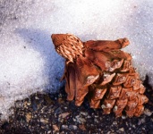 Pinecone And Snow