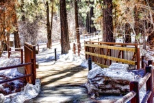 Snowy Forest Walking Path