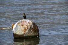 Cormorant Bird On A Buoy