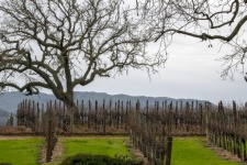 Vineyards Wine Country