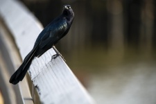 Great Tailed Grackle Bird
