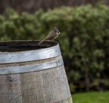 Sparrow On A Barrel