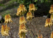 Red Hot Poker Plant Blooms