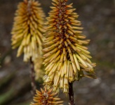 Red Hot Poker Plant Blooms