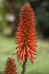Aloe Succulent Flower
