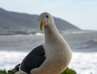Seagull By The Ocean