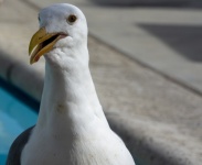 Seagull By The Pool