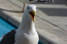 Cranky Seagull