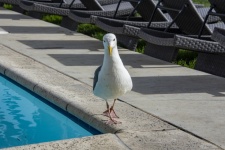 Seagull By The Pool