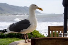 Seagull On Table By Ocean