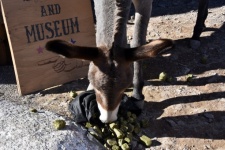 Donkey Eating Treats