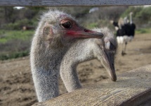 Ostrich Birds Eating