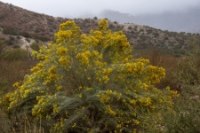Wildflower Bush In Desert