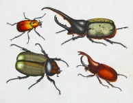 Beetles Insects Vintage Art
