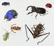 Beetles Insects Vintage Art