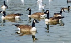 Canada Geese Birds