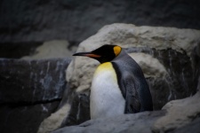 Emperor Penguin, Bird