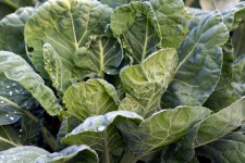 Cabbage Leaves Garden Vegetable