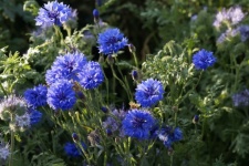Cornflower Wildflower Flowers Blue