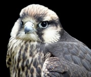 Lanner Falcon Bird