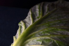 Large Outer Cabbage Leaf