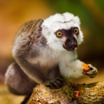 Lemur Eating