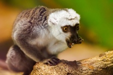 Lemur Eating