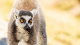 Lemur Portrait