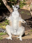 Lemur Sunbathing