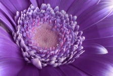 Purple Blossom Gerbera Flower