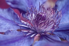 Purple Flowering Clematis Flower