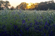 Purple Vetch Wildflowers Field