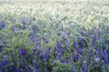 Purple Vetch Wildflowers Field