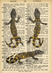 Lizard Dictionary Page