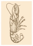 Lobster Seafood Poster