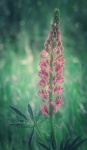 Lupine Flower Wildflower Blossom
