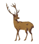 Magnificent Stag