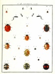 Ladybug Illustration Old