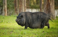 Mini Pot-bellied Pig