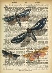 Moths Dictionary Page