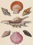 Seashells Vintage Art Illustration