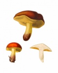 Mushrooms Vintage Art