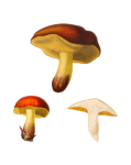 Mushrooms Vintage Art