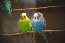 Cute Budgies Birds