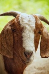 Cute Goat Pet