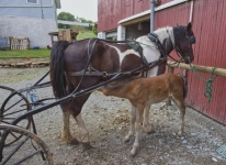 Nursing Baby Horse On Amish Farm