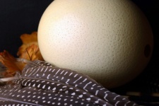 Ostrich Egg & Guinea Fowl Feathers