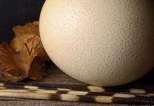Ostrich Egg Shell, Porcupine Quills