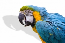 Parrot, Tropical Bird